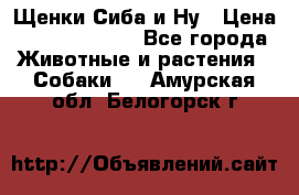 Щенки Сиба и Ну › Цена ­ 35000-85000 - Все города Животные и растения » Собаки   . Амурская обл.,Белогорск г.